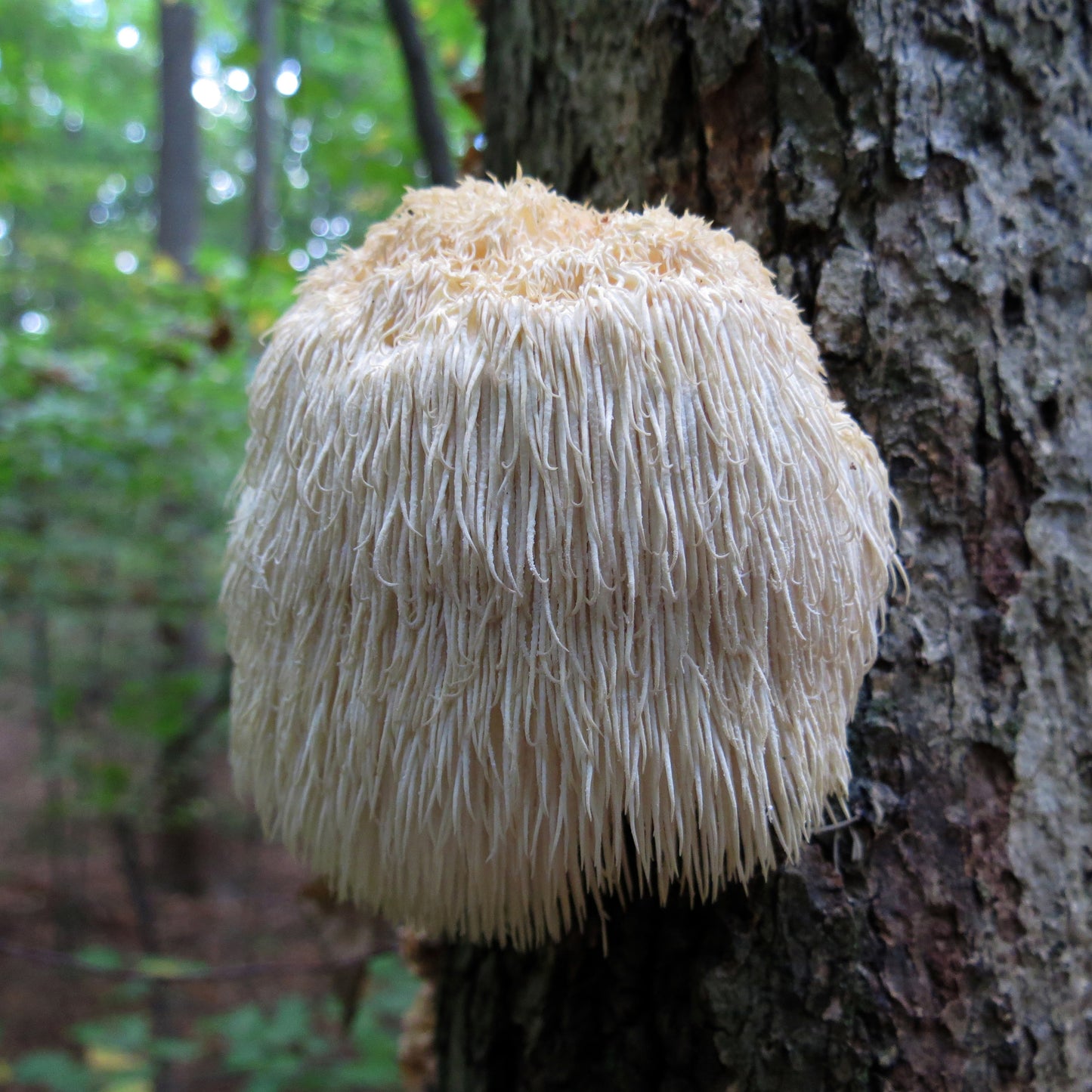 Lion's Mane Mushrooms 90 capsules
