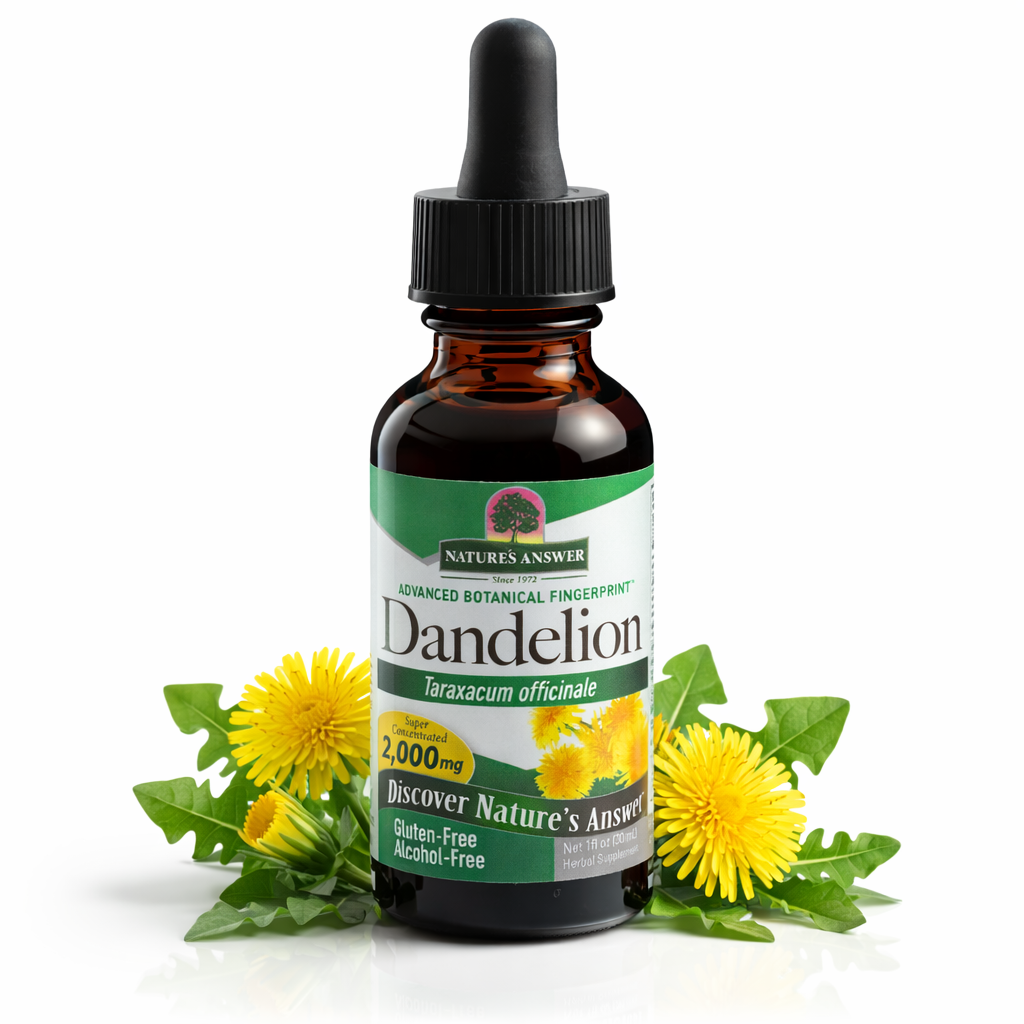 mniszel lekarski korzen